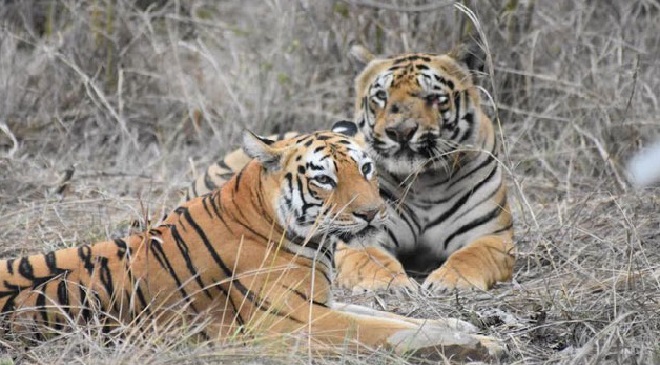 maya-tigress-inmarathi