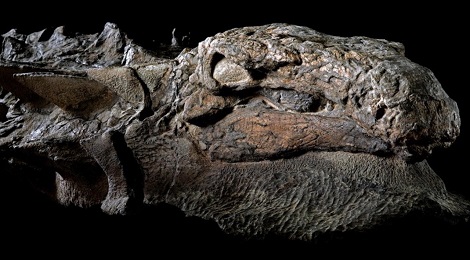 nodosaur-fossil-marathipizza00