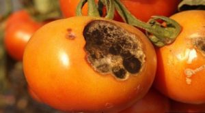 Early-Blight-Tomato-inmarathi