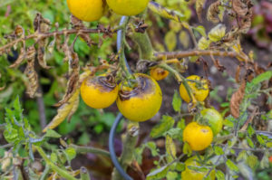 Early-Blight-Tomato-inmarathi01