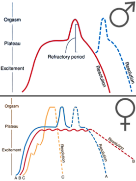 Sexual-response-cycle-inmarathi