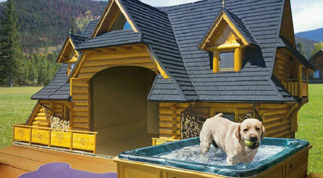 dog house im1