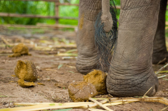 elephant tail with dung