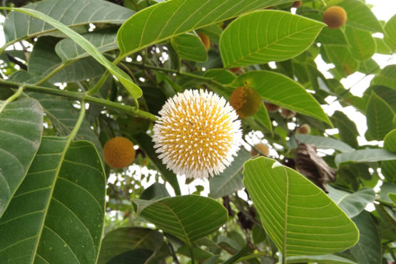 kadmba fruit inmarathi