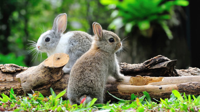 rabbit inmarathi