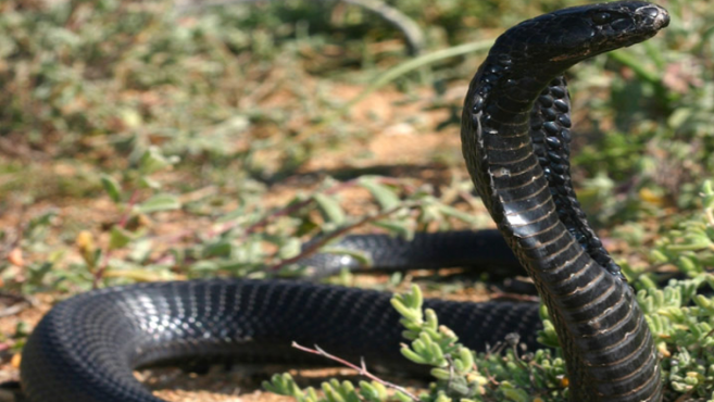 Most beautiful snakes in the world.Inmarathi2