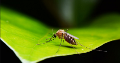 mosquitoes malaria dengue inmarathi