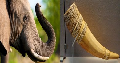 elephant tooth-inmarathi05