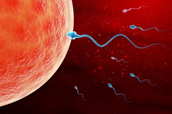 sperm_egg_illustration.inmarathi