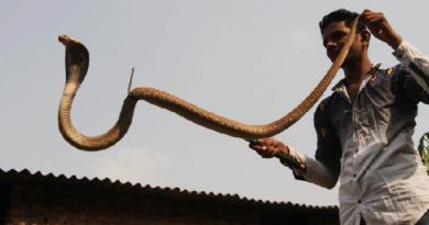snakes inmarathi