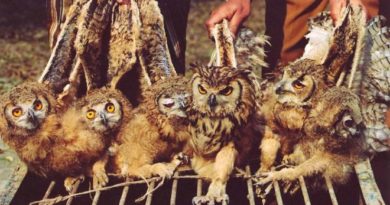 smuggling-owls-inmarathi