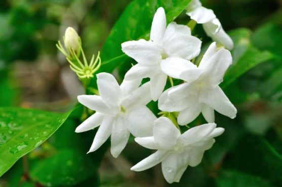 Jasmine Flower Inmarathi