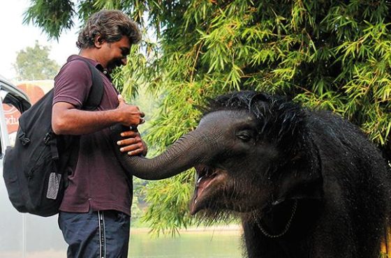 elephant visperor inmarathi