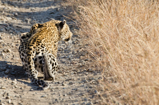 leopard inmarathi