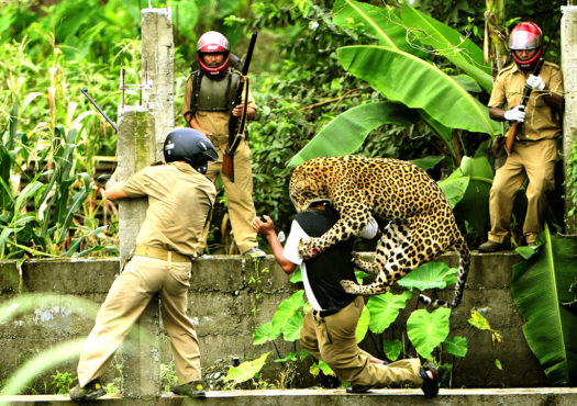 man animal inmarathi