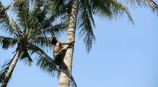 coconut tress inmarathi
