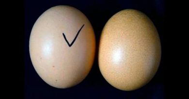 fake-eggs-inmarathi
