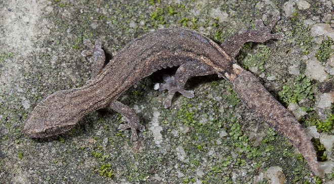 wall lizard inmarathi