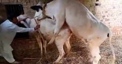 cow inmarathi 7