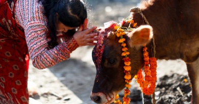 cows inmarathi