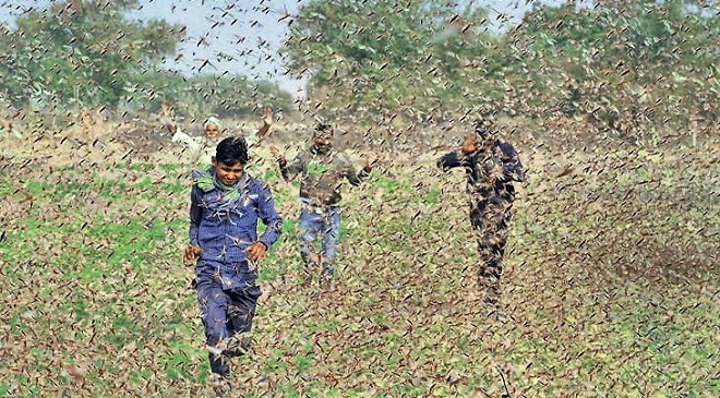 locust invasion inmarathi 4