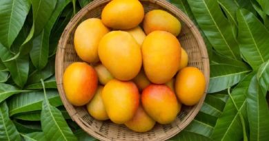mango inmarathi