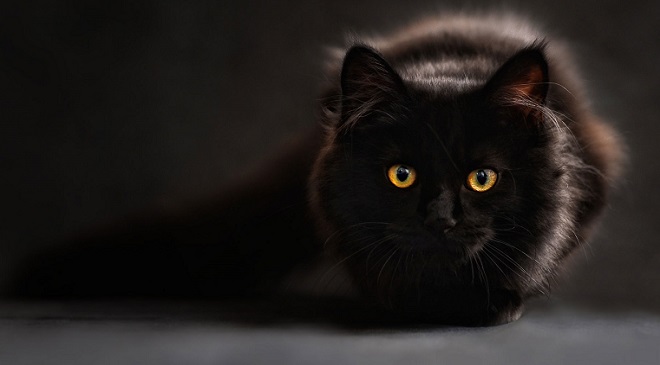 black-cat InMarathi