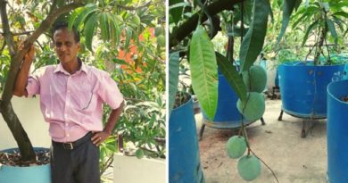 kerala man grow mangoes inmarathi