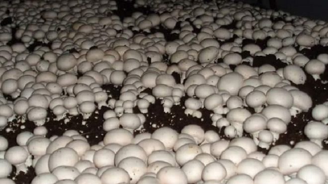 mushroom farming inmarathi4