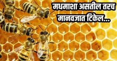 honey 2 inmarathi