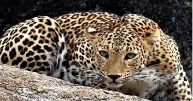 leopards im