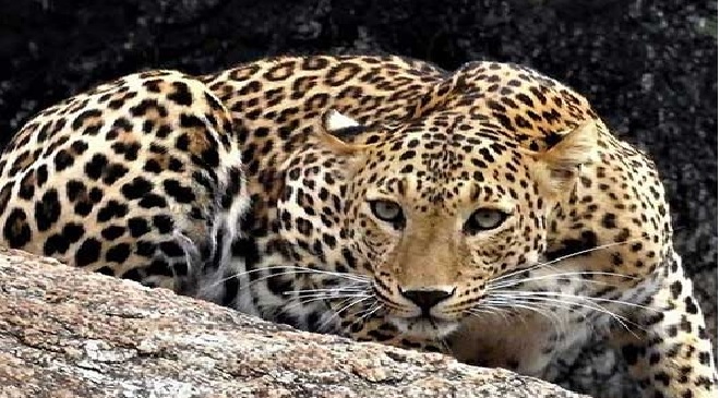 leopards im